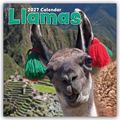 Llamas – Lamas 2027 – 16-Monatskalender