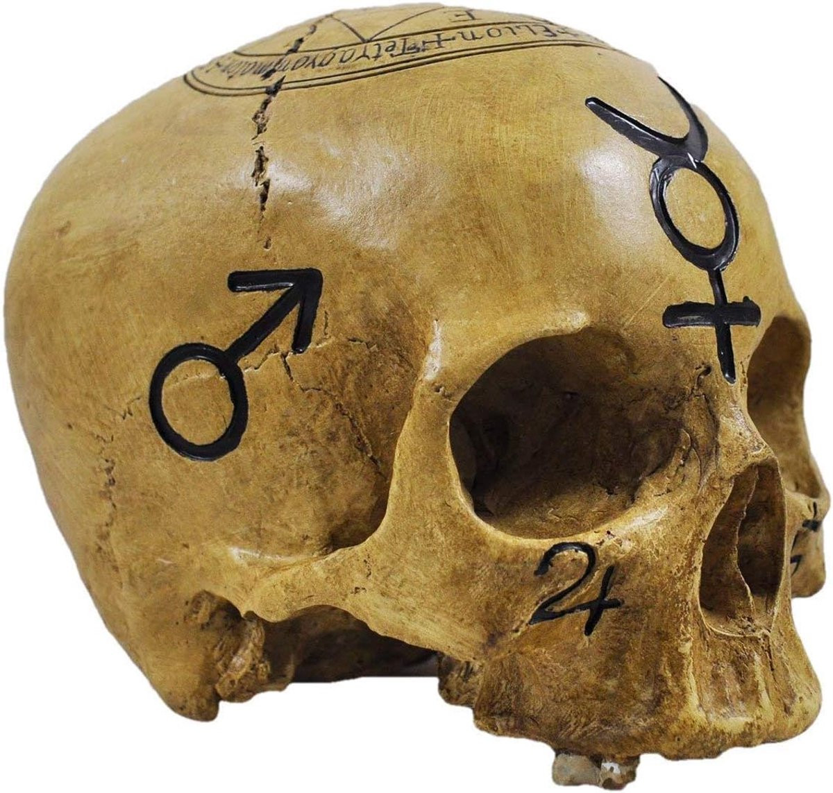 Skull Witchcraft decoratieve schedel voor op tafel
