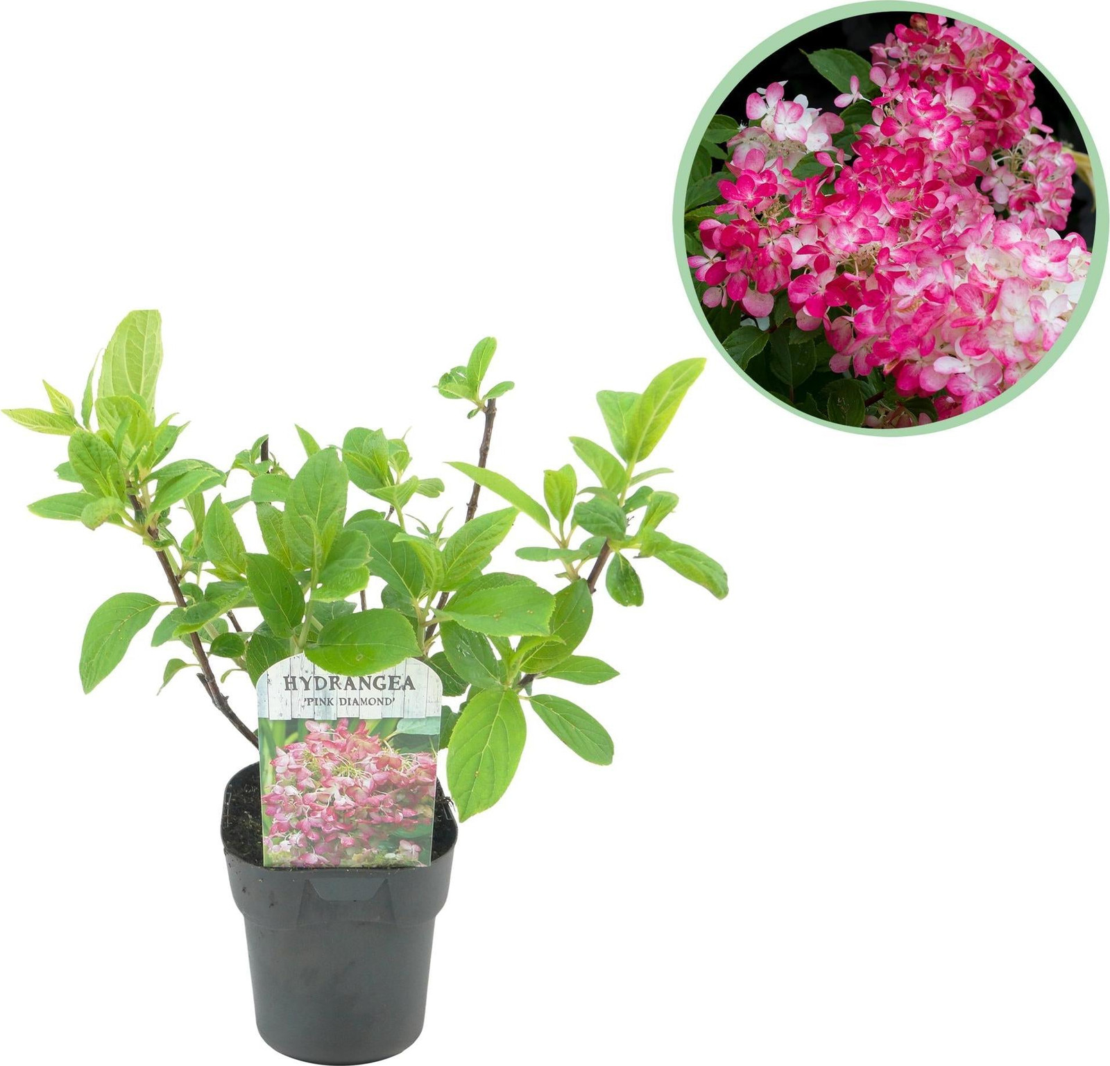 Oasis of Life Rispenhortensie Hydrangea paniculata Pink Diamond roze tuinplant 17cm