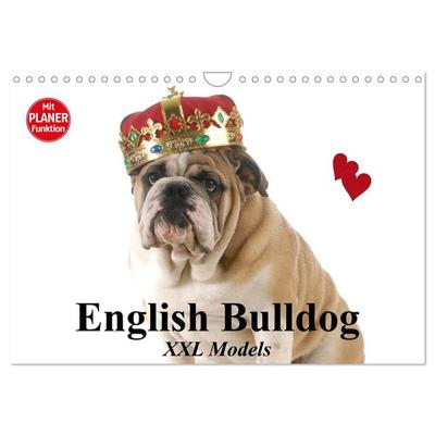 English Bulldog XXL Models (Wandkalender 2027 DIN A4 quer), CALVENDO Monatskalender