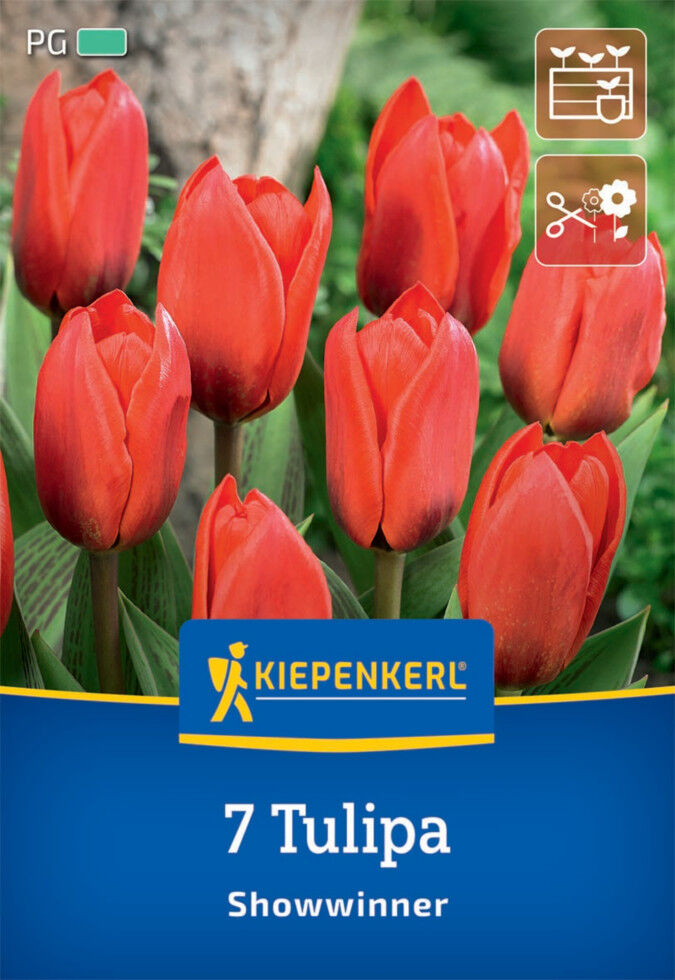 Kiepenkerl Herbstblumenzwiebel Kaufmanniana-Tulpe Showwinner 7 Pflanzen