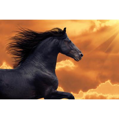 Papermoon "FRISIAN PFERD-RUNNING GALOPP TIER PORTRAIT TIER HENGST"