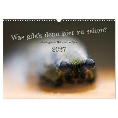 Was gibt's denn hier zu sehen? (Wandkalender 2027 DIN A3 quer), CALVENDO Monatskalender