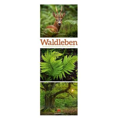Waldleben Triplet-Kalender 2027 | Spaziergang durch heimische Wälder