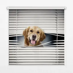 INNENROLLO - Fensterrollo - Rollo - 80x140 cm - Goldener Hund
