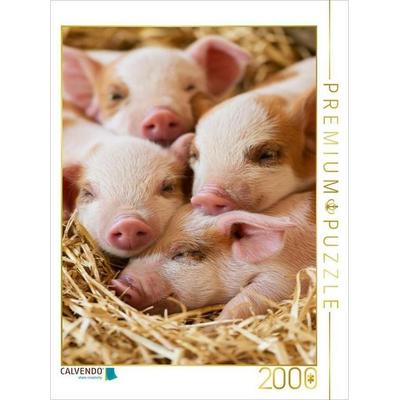 CALVENDO Puzzle Kleine Glücksschweine | 2000 Teile Lege-Größe 90 × 67 cm Foto-Puzzle für glückliche Stunden, von , Calvendo Puzzle