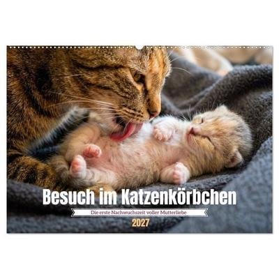 Besuch im Katzenkörbchen (Wandkalender 2027 DIN A2 quer), CALVENDO Monatskalender