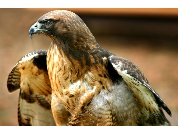 Fototapete PAPERMOON Red Tail Hawk , bunt, B:2,5m L:1,86m, Vlies, Tapeten, Fototapete