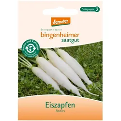 Radies - Eiszapfen
