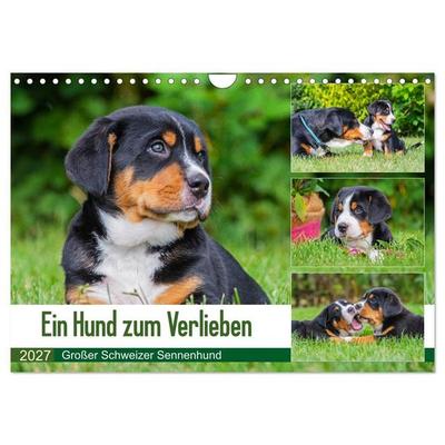 Ein Hund zum Verlieben - Großer Schweizer Sennenhund (Wandkalender 2027 DIN A4 quer), CALVENDO Monatskalender