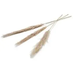 Kunstpflanzen, Pampas Trockenblume 150 cm Set von 3 Natur