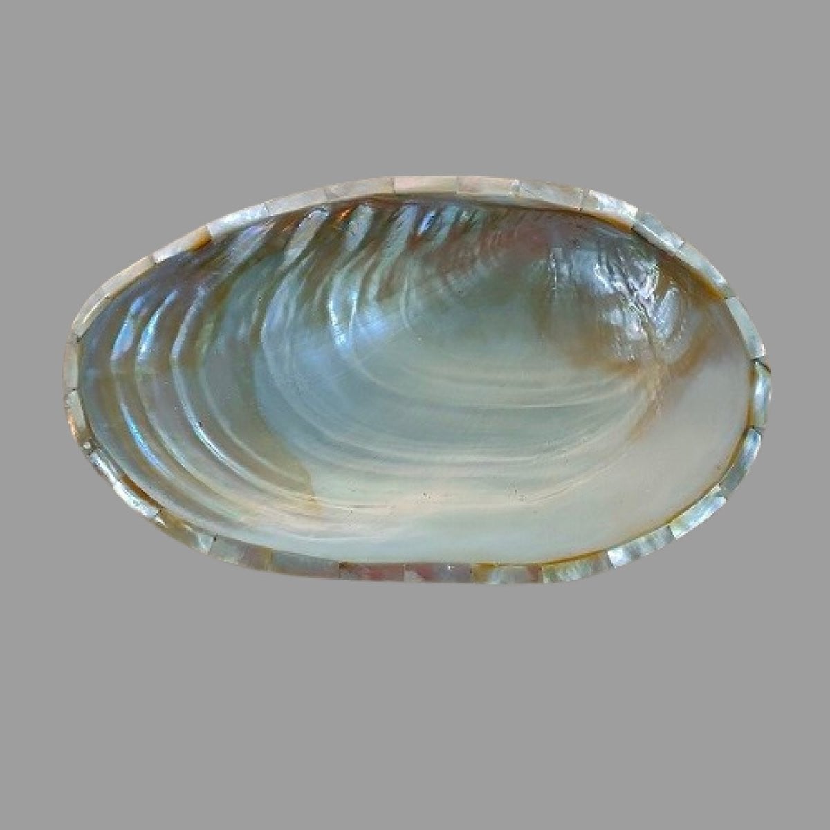 Decoratieve schelpen schaal voor decoratie
