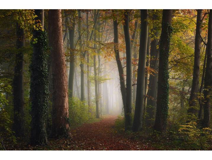 Fototapete PAPERMOON Photo-Art YE, BUNTE WALD DES HERBSTES , bunt, B:3,5m L:2,6m, Vlies, Tapeten, Fototapete