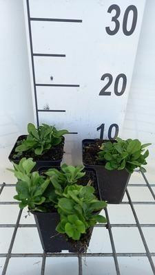 6 x Phlox stolonifera Alba Vlammende Phlox, Potmaat: 9 x 9 cm