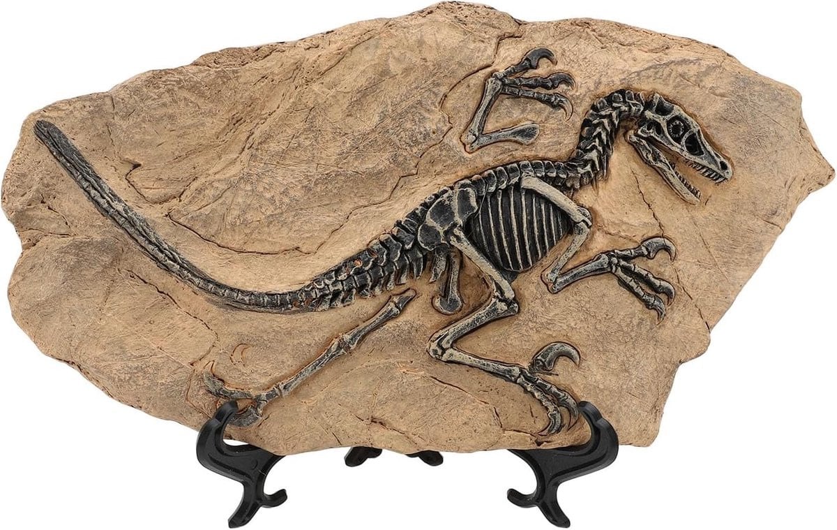 Realistische Dinosaurusskelet Figurine - Houten Model voor Decoratie van Thuis en Kantoor