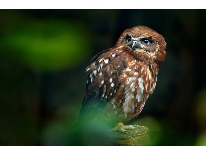 Papermoon Brown Wood Owl