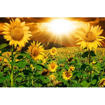 Papermoon "Sonnenblumen"