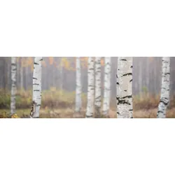 Decopanel BIRKENWALD (BH 150x52 cm) - BH 150x52 cm