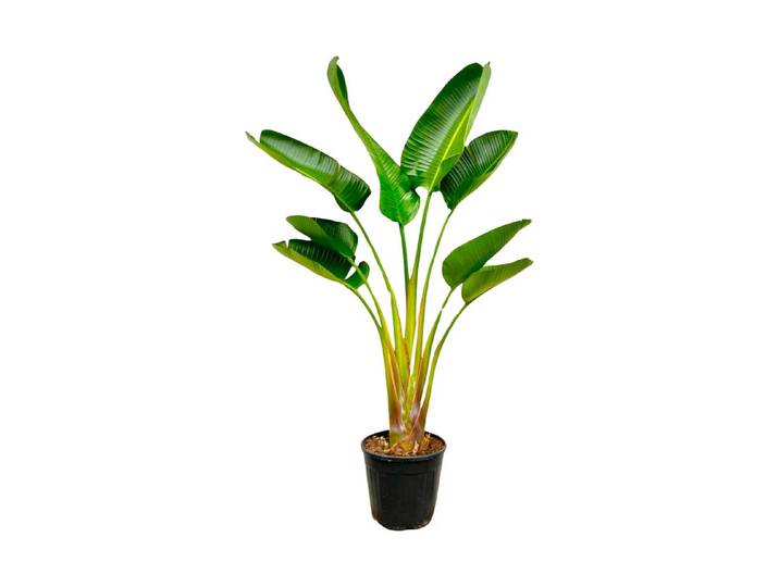 Strelitzia Augusta Ø28cm