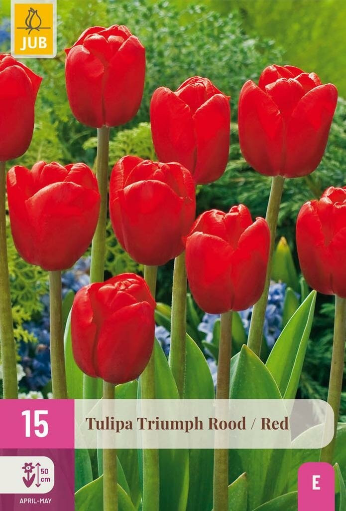Jub Tulp Triumph Rood 15 Bollen