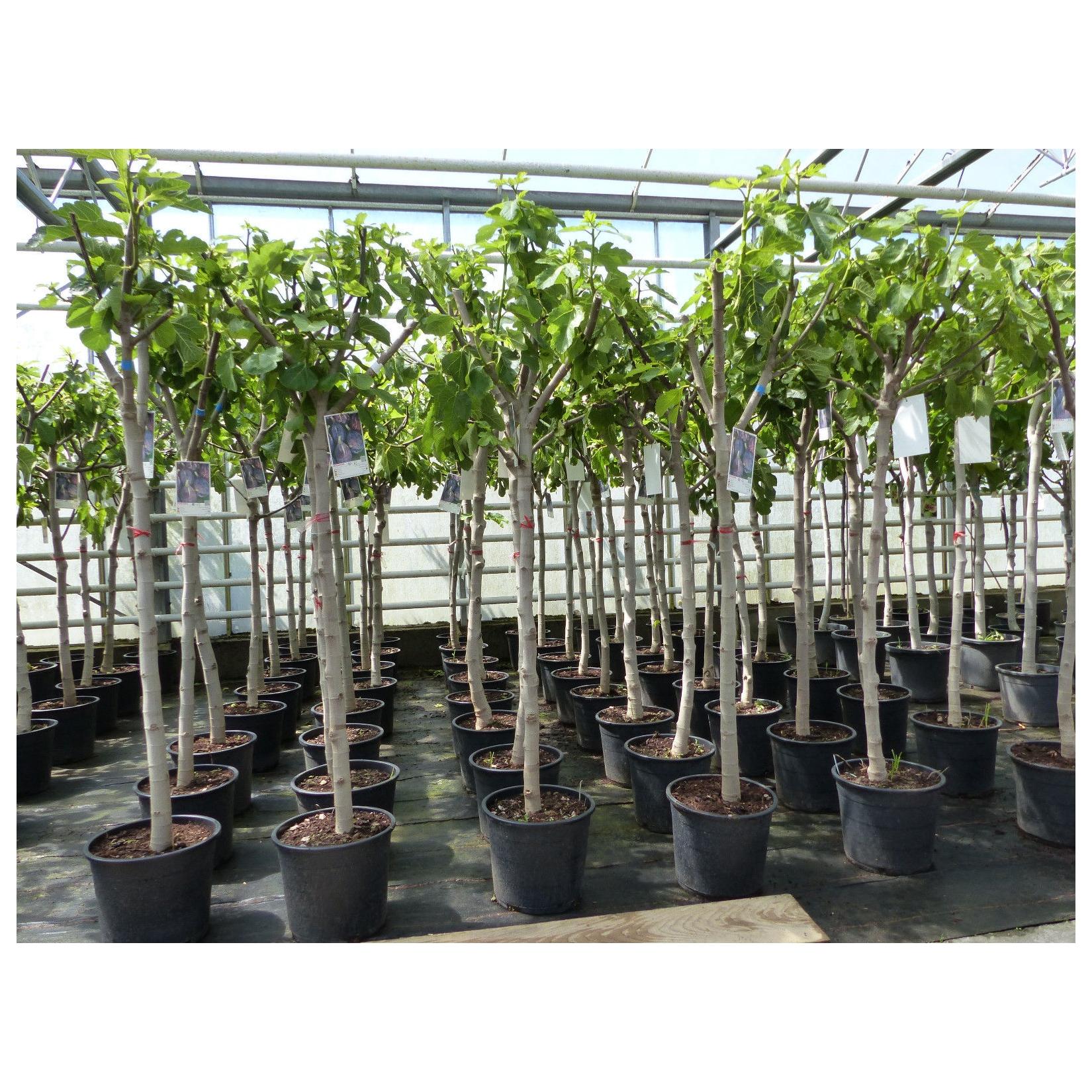 Feigenbaum 150-180 cm Obstbaum winterhart kräftiger Stamm, Ficus Carica, Feige, Obst