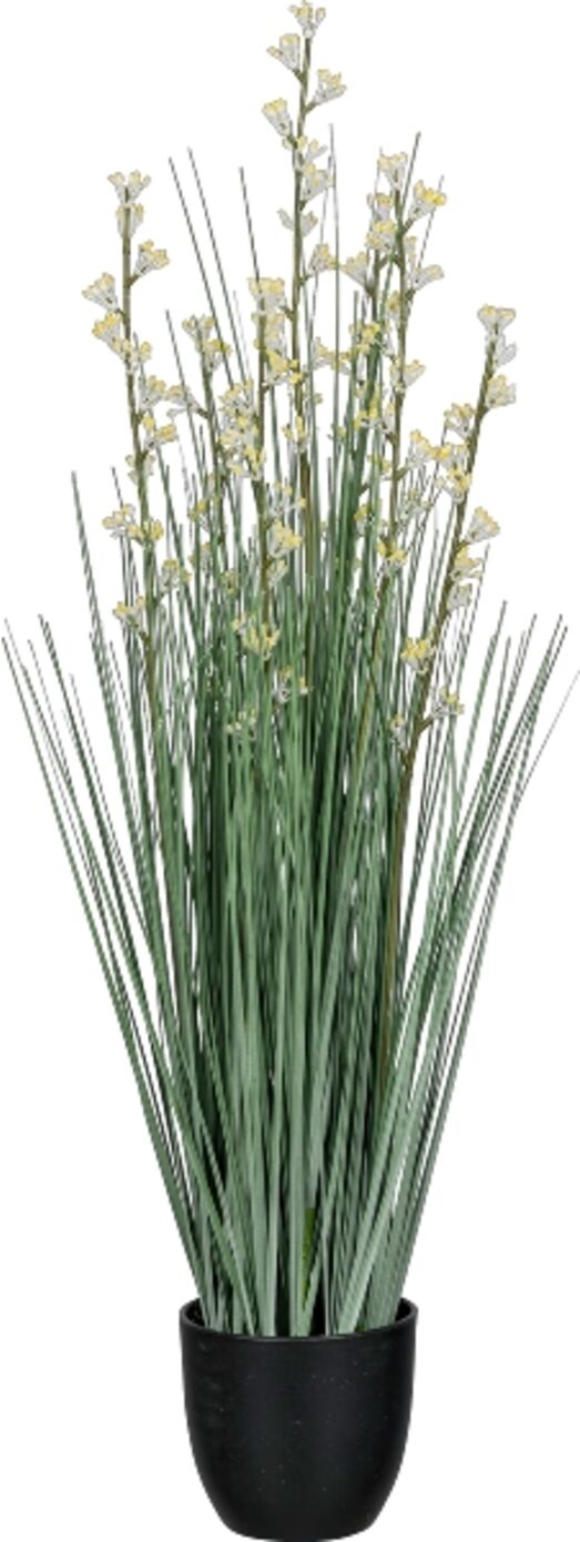 Gasper Juncus Hellgelb H: 60 cm  Hellgelb