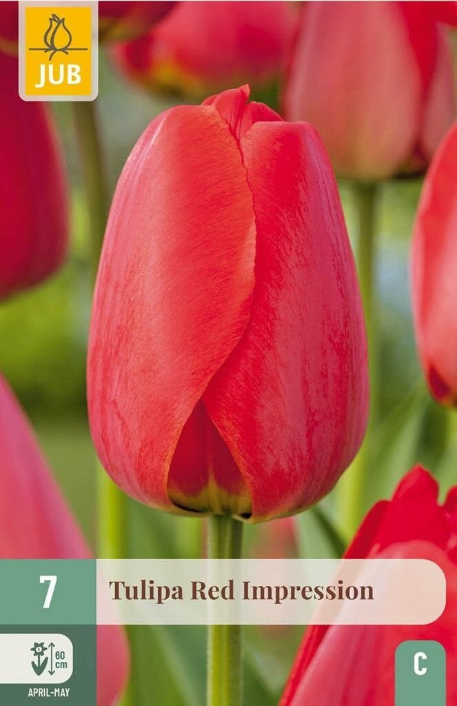 Jub Tulp Red Impression 7 bollen