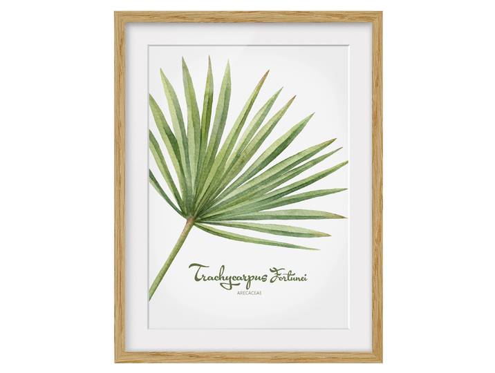 Bild Aquarell Botanik Trachycarpus IV Teilmassivholz Eiche, naturbelassen Grün 30 x 40cm