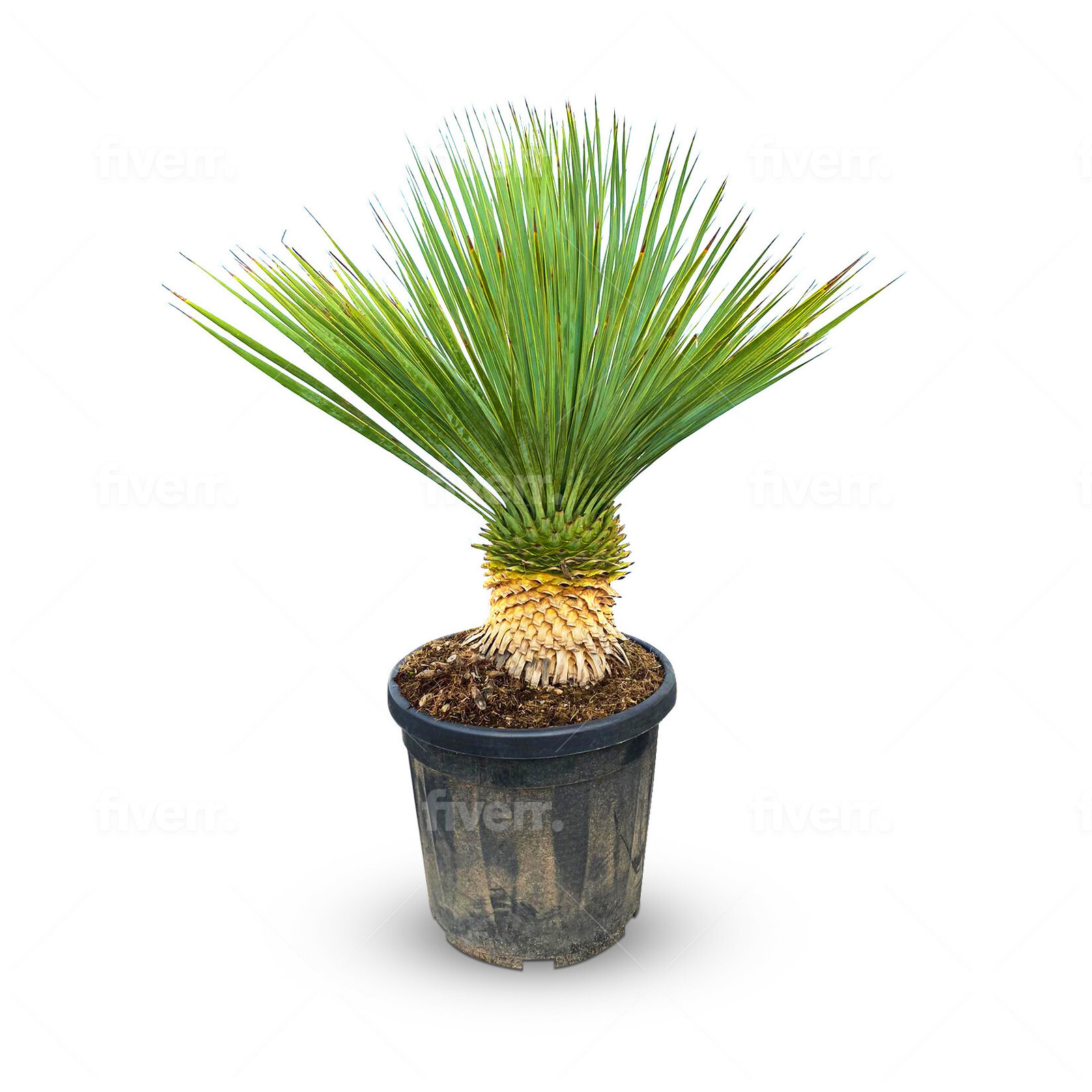 Sunny Tree Yucca Rostrata Palm - 100-120 cm inclusief pot - Winterharde palmlelie - Stamhoogte: 20-30 cm