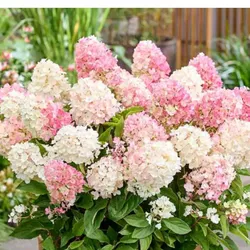 Pastellrosa Straußhortensie – C3