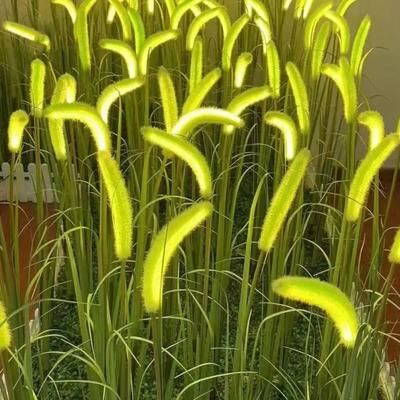 Inspired Finds Solar Dog Tail Grass Garden Light Waterproof Solar Garden Light For Pathway & Lawn Decor three Head