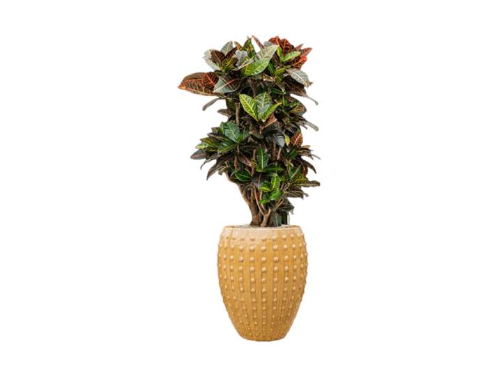 Pflanzen Arrangement „Croton variegatum 'Petra' in Laos“, Höhe 140-150 cm Keramik Baq Design
