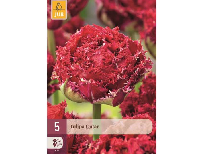 Tulp Qatar 5 bollen