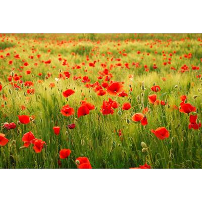 Fototapete PAPERMOON "Field of Poppies", bunt, B:3,5m L:2,6m, Vlies, Tapeten
