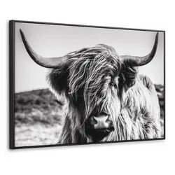 LEINWAND Bilder mit Rahmen - Kuh - Schottischer Hochländer - Schwarz - Weiß - Tier - Natur - Wildtiere - 150x100