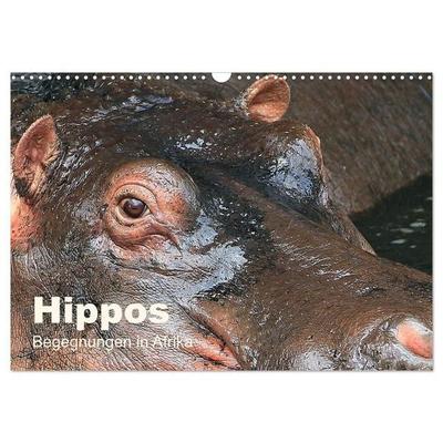 Hippos - Begegnungen in Afrika (Wandkalender 2027 DIN A3 quer), CALVENDO Monatskalender