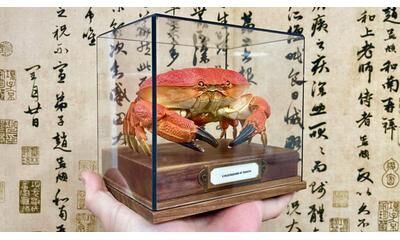 Inspire Essentials Real Crab Specimen Display Collectible Ocean Decor Desk Ornament 24
