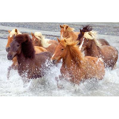 Fototapete PAPERMOON "ISLAND-PFERDE-PONY FLUSS INSEL STRAND MEER TIER NATUR", bunt, B:3m L:2,23m, Vlies, Tapeten