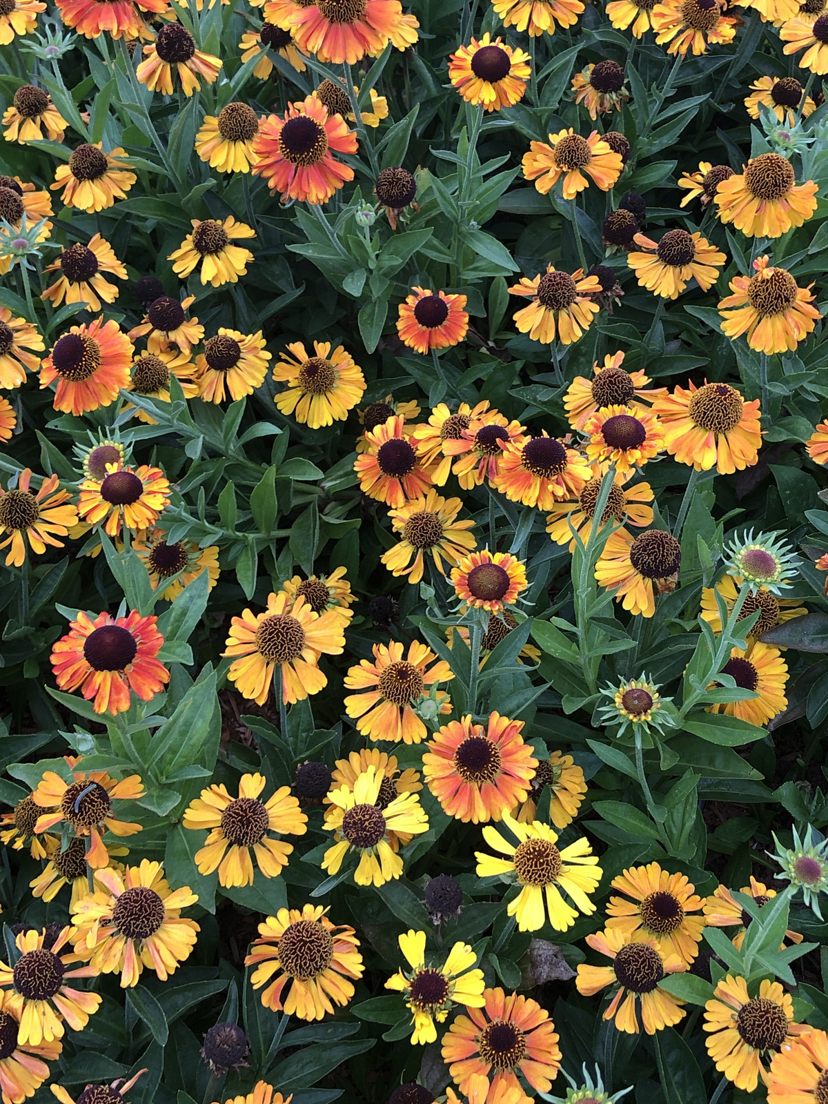 6x Helenium hybr. Short'n Sassy Zonnebloem in pot van 9x9 cm van GRDplanten