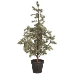 IB Laursen Zederbaum im Topf, Höhe 120, Ø 60 cm
