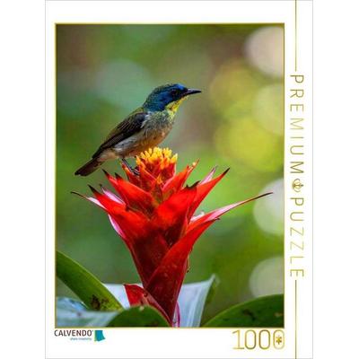CALVENDO Puzzle Guzmania - Bromelienblüte mit Vogelbesuch | 1000 Teile Lege-Größe 64x48cm Foto-Puzzle für glückliche Stunden