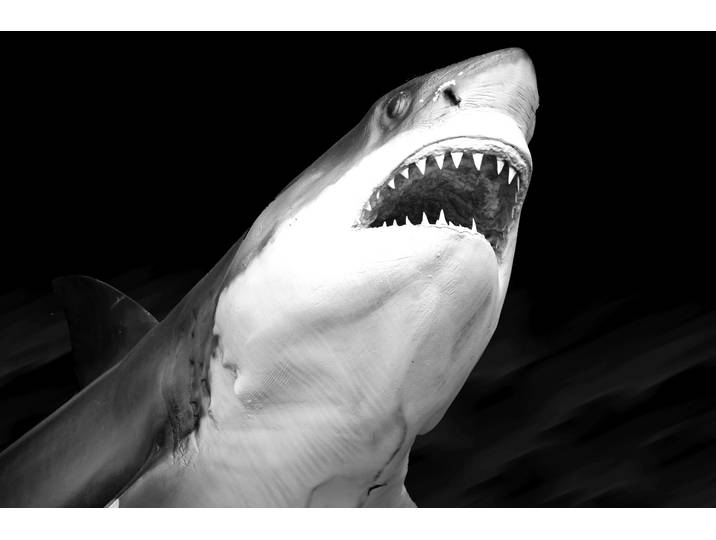 Fototapete PAPERMOON Haifisch Schwarz & Weiß , schwarz (schwarz, weiß), B:1,5m L:1,11m, Vlies, Tapeten, Fototapete