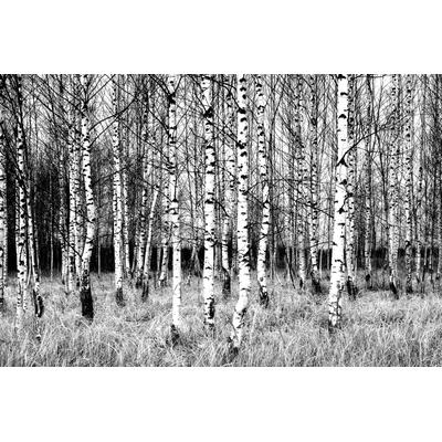 Papermoon "Birkenwald Schwarz & Weiß"