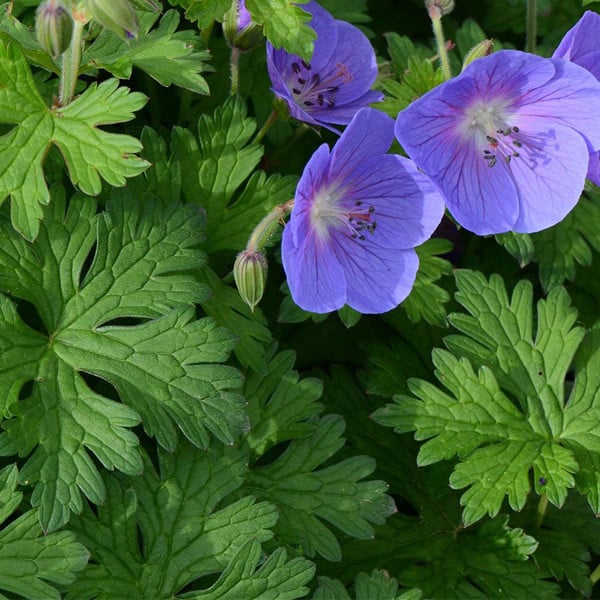 6 x Geranium himalayense Himalaya-snavelwortel, pot van 9x9 cm