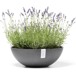 Ecopots, Blumentopf, Vienna (50.40 x 18.50 cm)