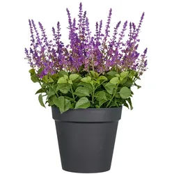 CREATIV green künstliche Pflanze Salvia Superba XXL, in Lila, 65cm, UV-beständige