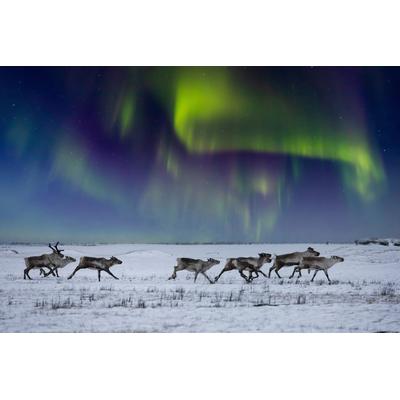 Fototapete PAPERMOON "NORDLICHT-RENTIERE TUNDRA NEBEL GEBIRGE SONNE WINTER", bunt, B:3,5m L:2,6m, Vlies, Tapeten