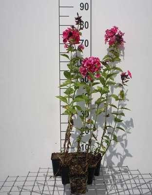 6 x Phlox Tenor Vlammende Phlox in pot van 9 x 9 cm van GRDplanten