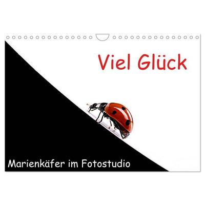 Viel Glück - Marienkäfer im Fotostudio (Wandkalender 2026 DIN A4 quer), CALVENDO Monatskalender