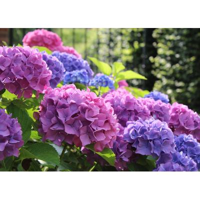 Fototapete PAPERMOON "Hydrangea Macrophylla", bunt, B:3,5m L:2,6m, Vlies, Tapeten